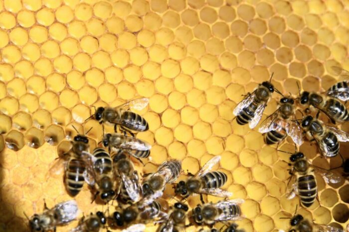 Propolia Bienen & Honigwaben Reine Bienenprodukte
