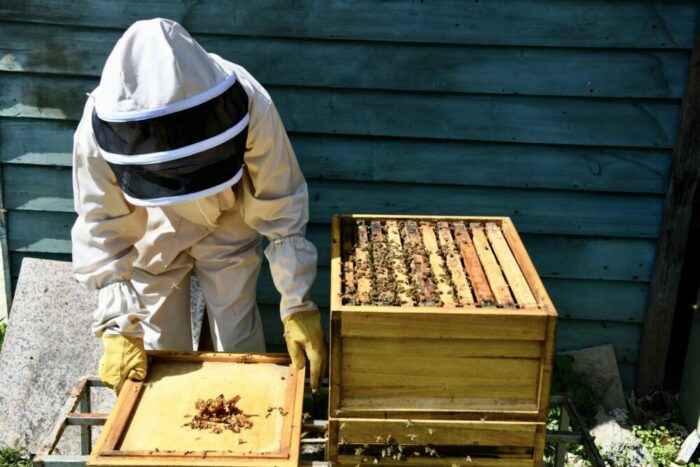 Bienenpflege