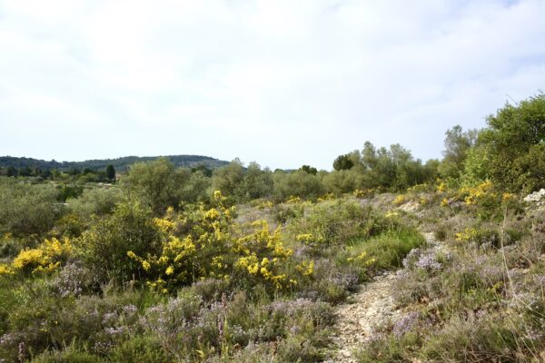 Region Garrigue Frankreich