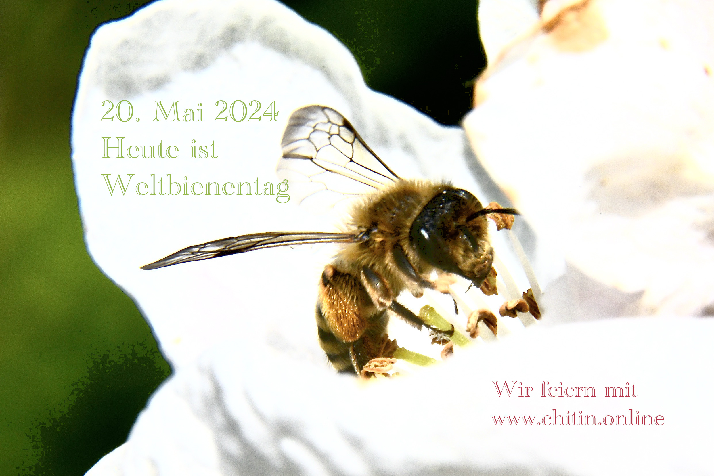 Weltbienentag 2024